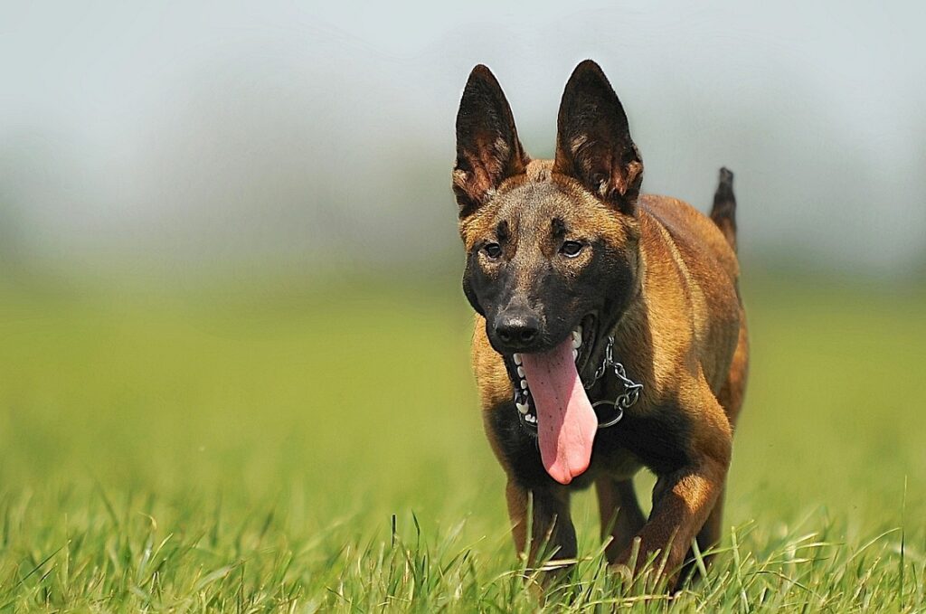 herding dog
