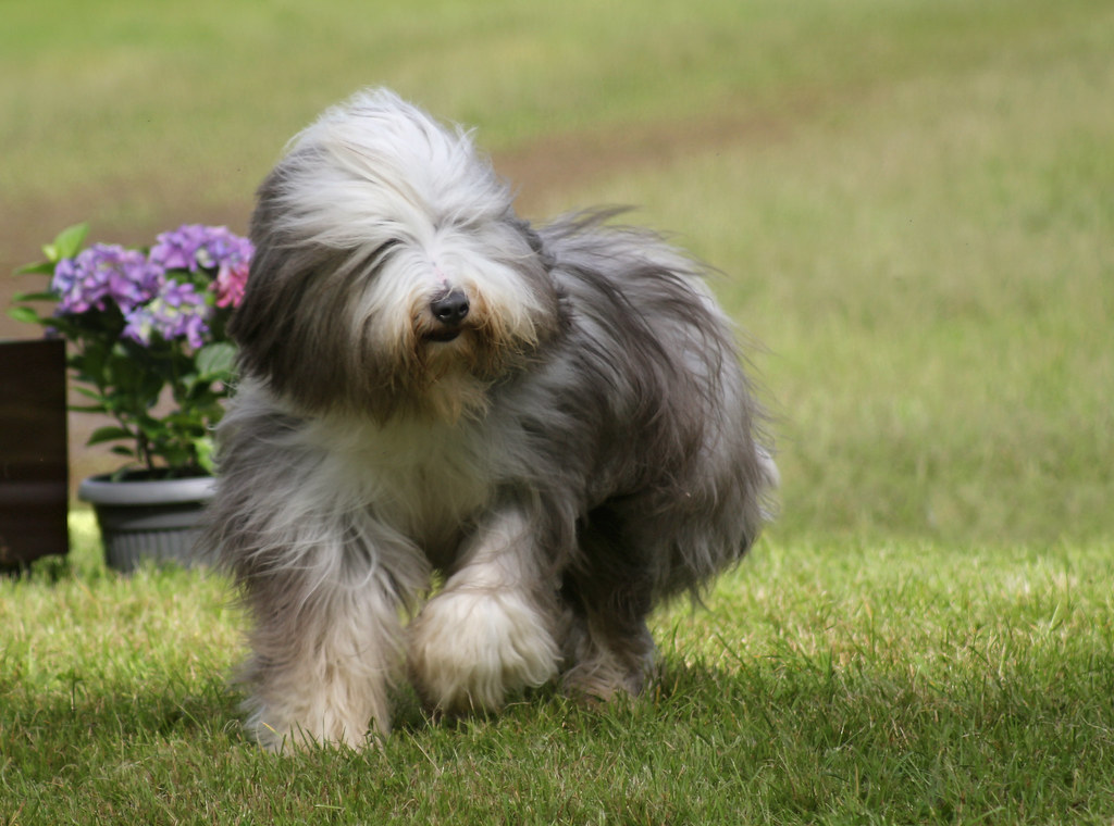 herding dog breeds
