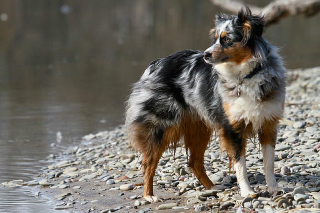 good dogs for hiking
