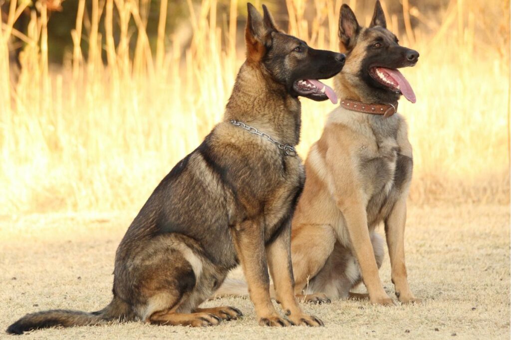 do belgian malinois get along with other dogs
