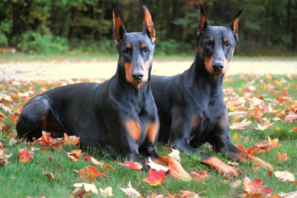 are dobermans smarter than german shepherds
