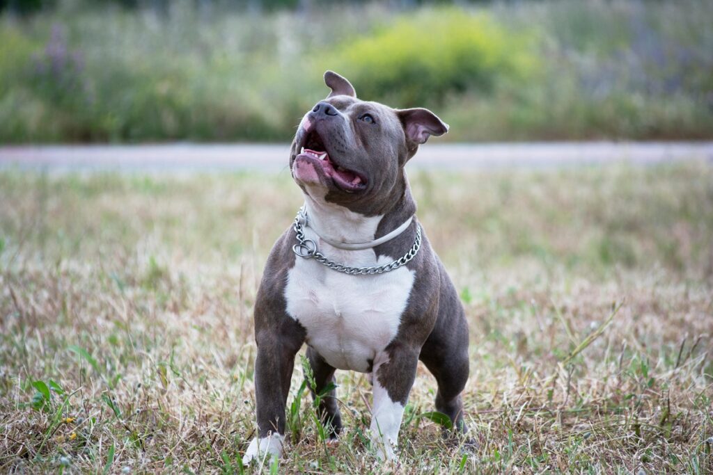 pitbull vs doberman who wins
