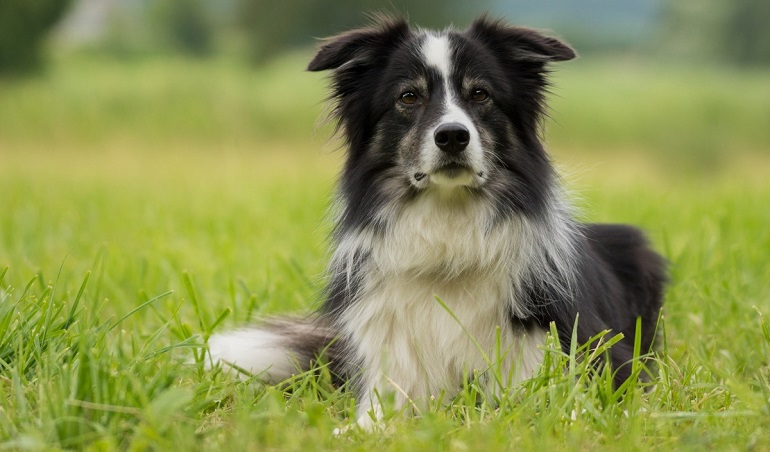 collie dog