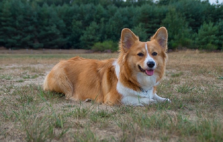 corgis
