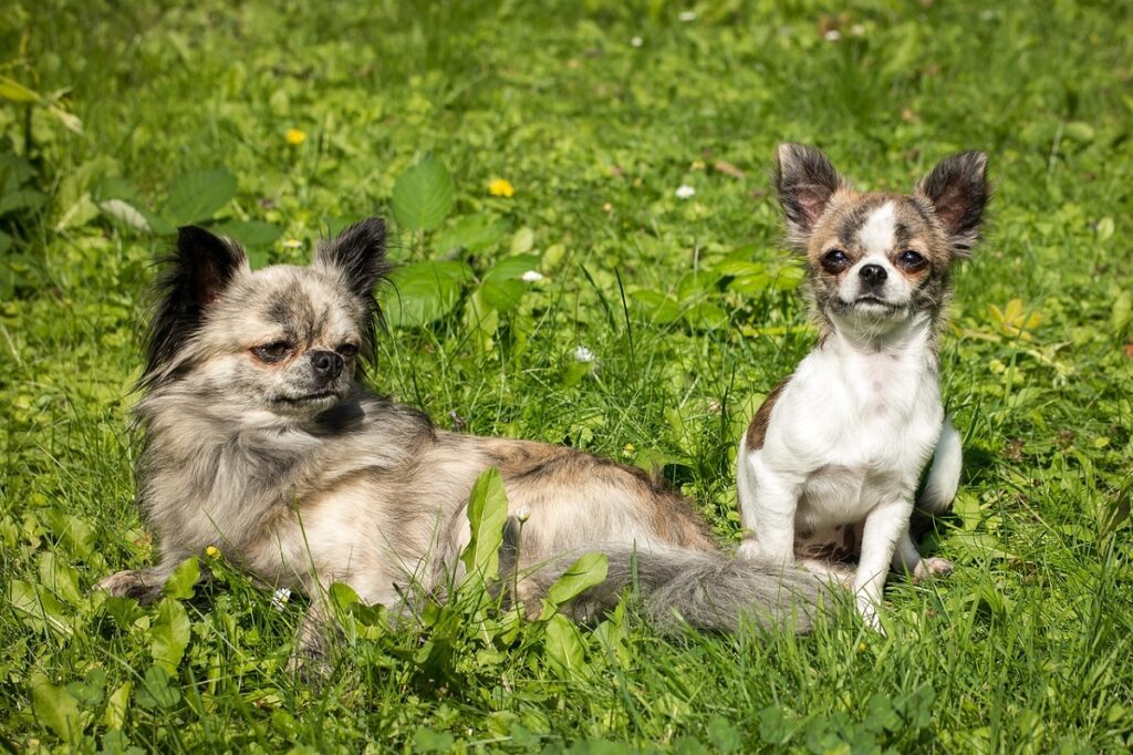 hot weather dogs