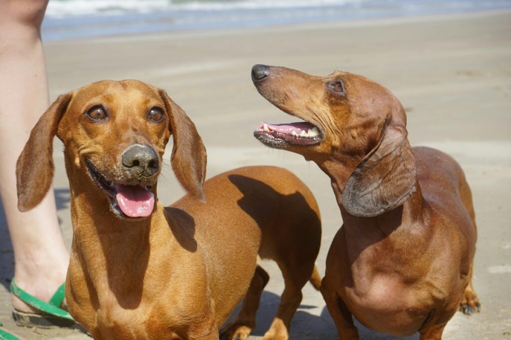 hound hunting dog
