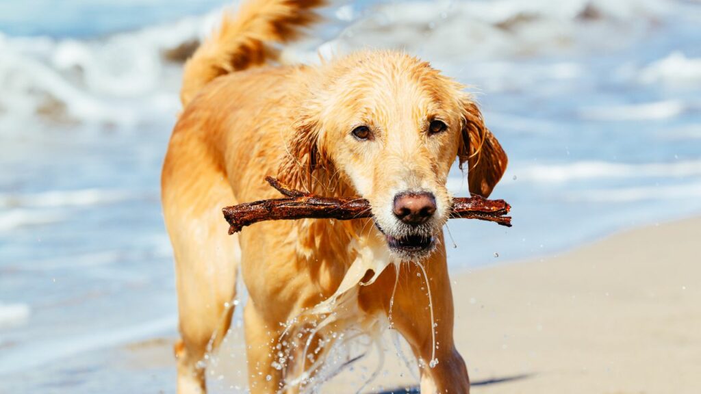 are golden retriever active