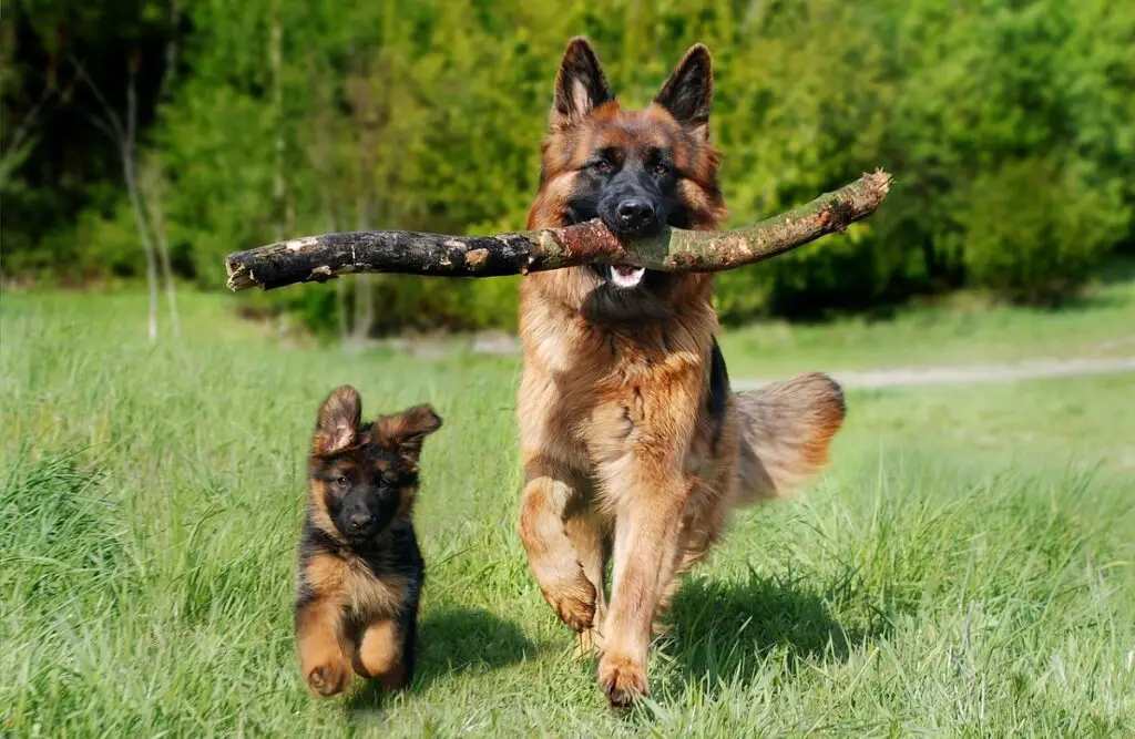 how big do german shepherds get
