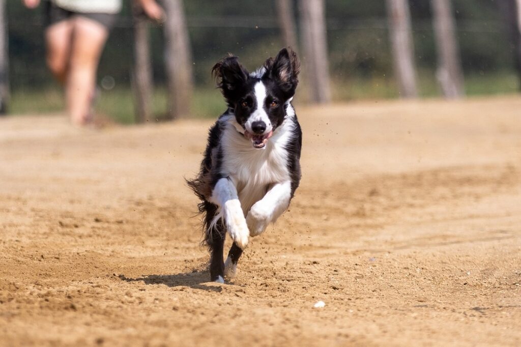 how fast can a border collie run
