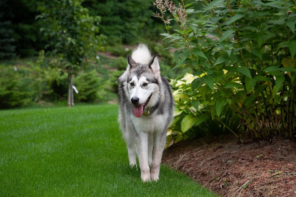 how fast can a husky run
