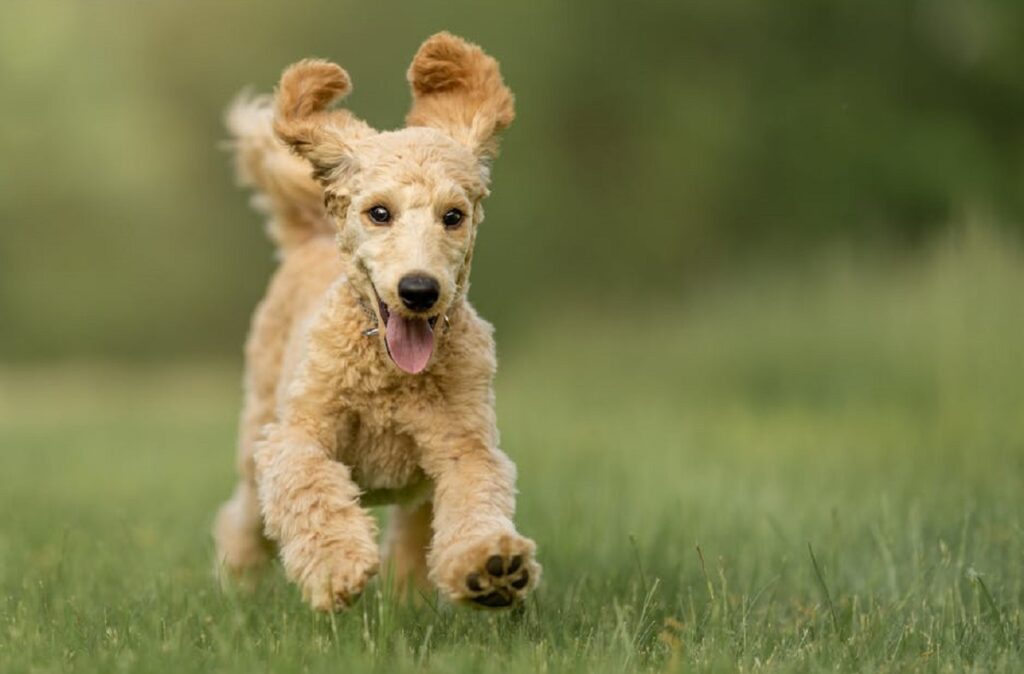 how fast can a poodle run
