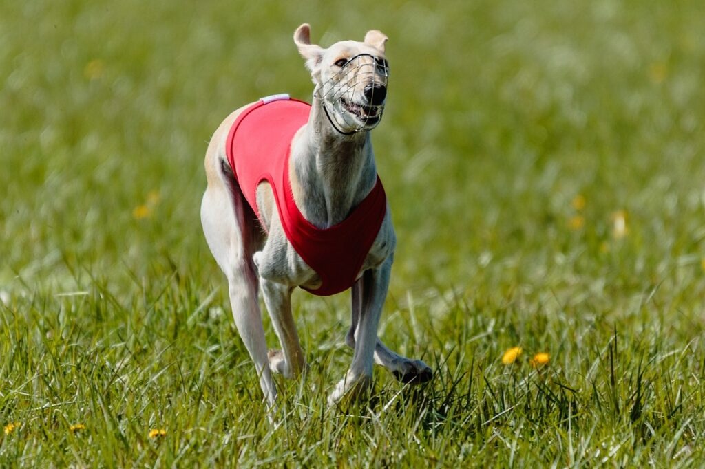 how fast can a whippet run
