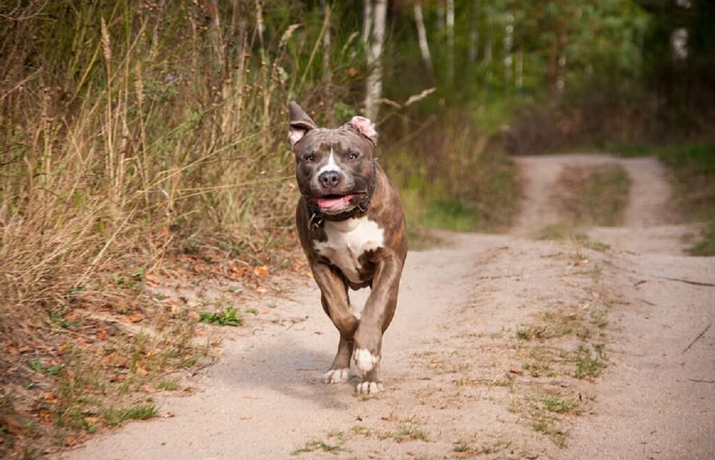 how long do pitbulls live 