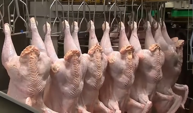 how many chickens are killed each year