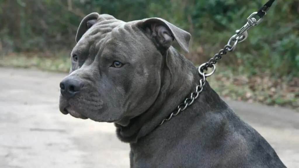 how many pit bulls are euthanized each year