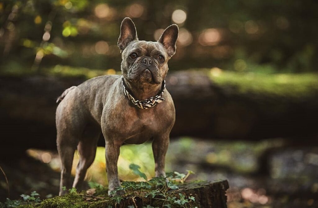 how much do french bulldogs cost
