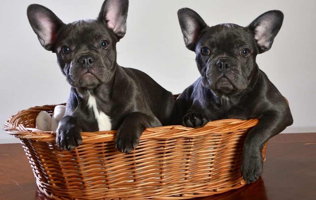 how much does a frenchie dog cost
