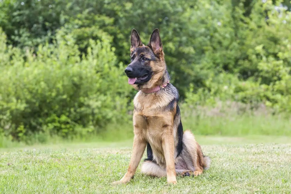 how much does a trained guard dog cost