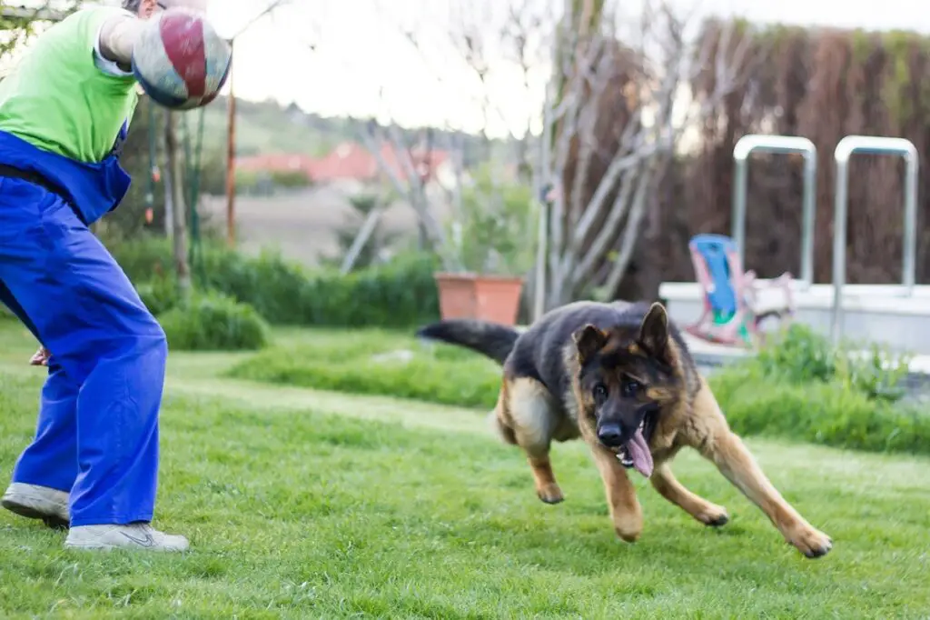 how much exercise does a german shepherd need
