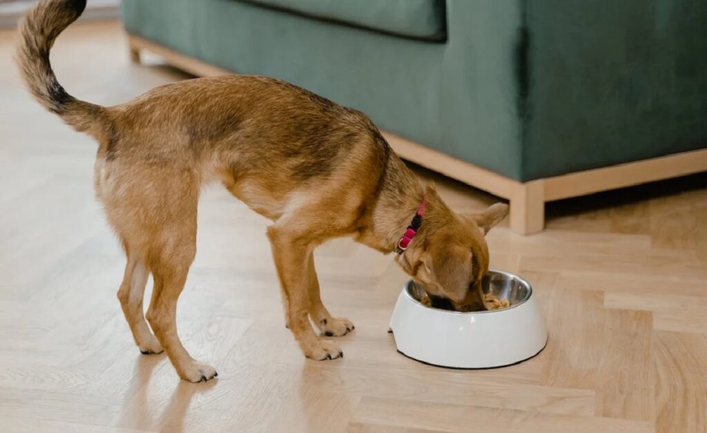 how frequently should I feed a dog