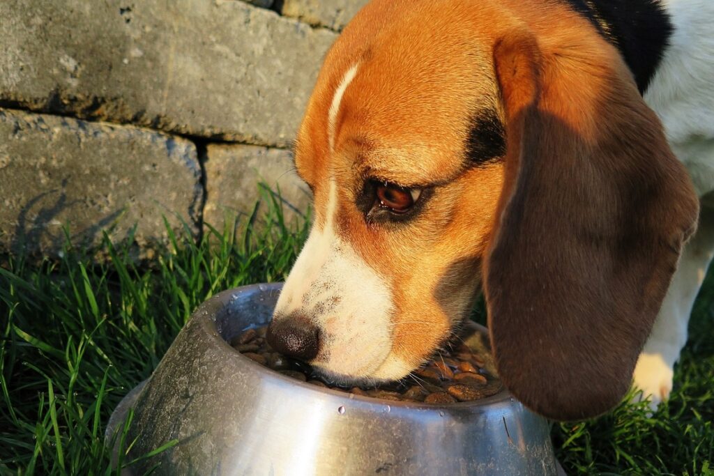 factors influencing feed a dog