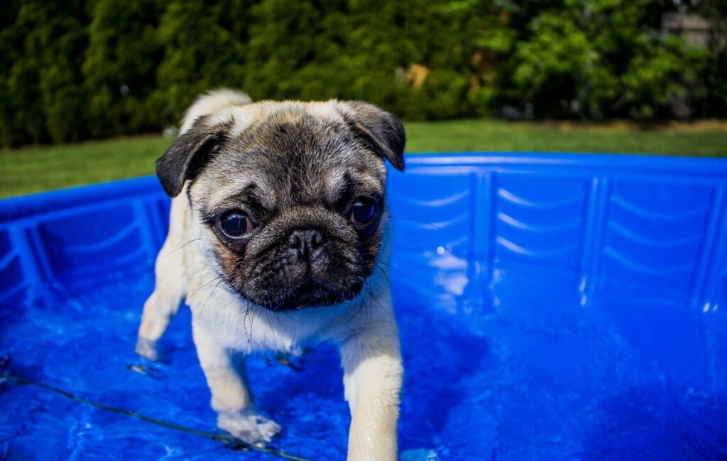 how to keep dog cool in summer without ac
