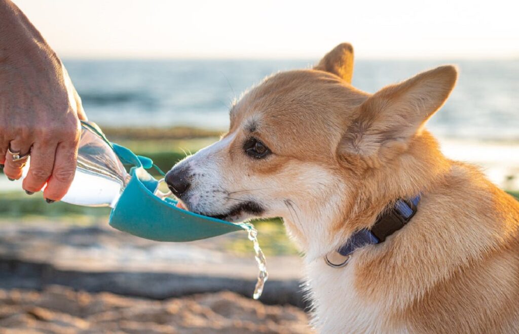 how to keep your dog cool in the summer
