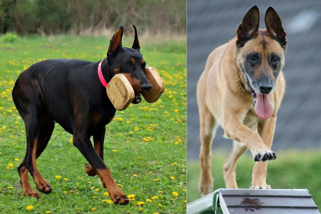 belgian doberman
