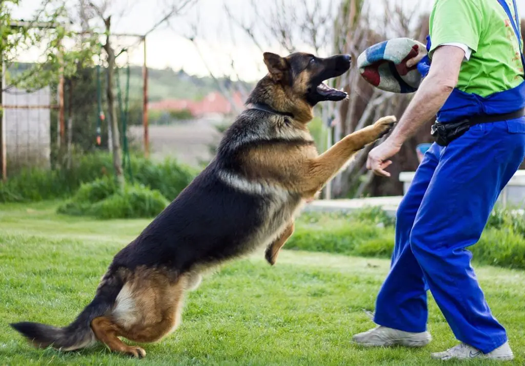 how to train a german shepherd
