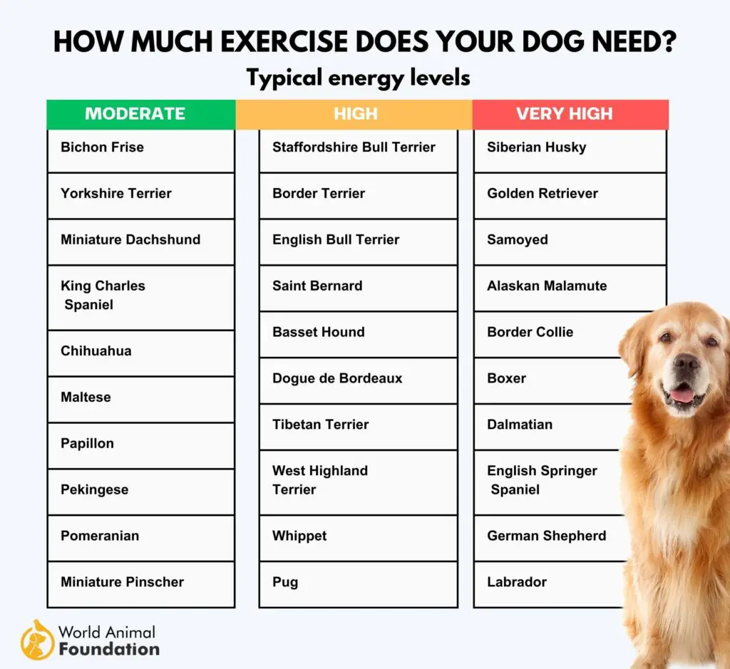 how much exercise does your dog need