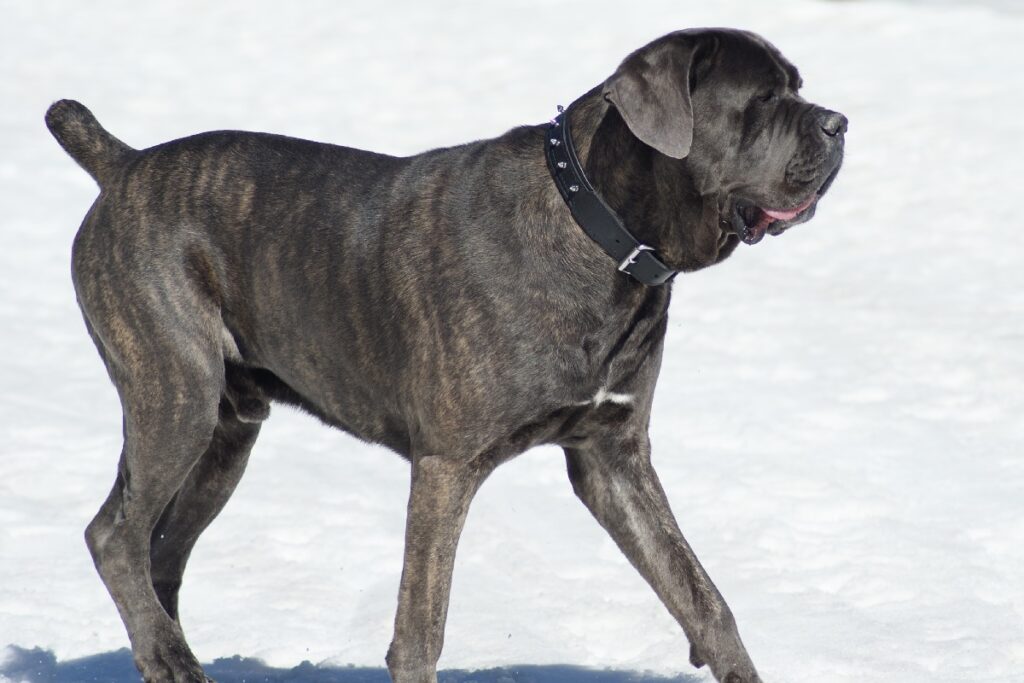 huge dogs breeds
