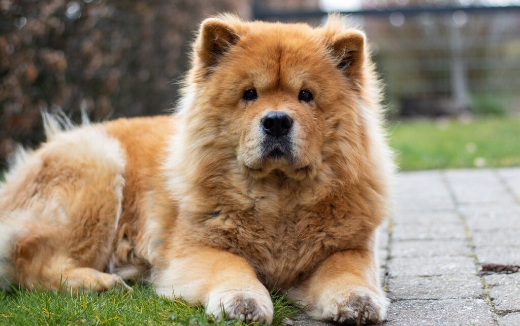 huge fluffy dog breeds
