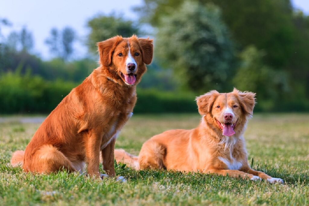 hunting dogs breeds
