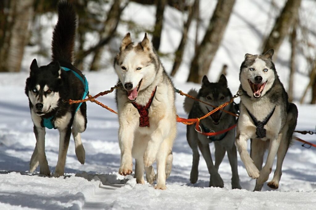 husky and malamute mix