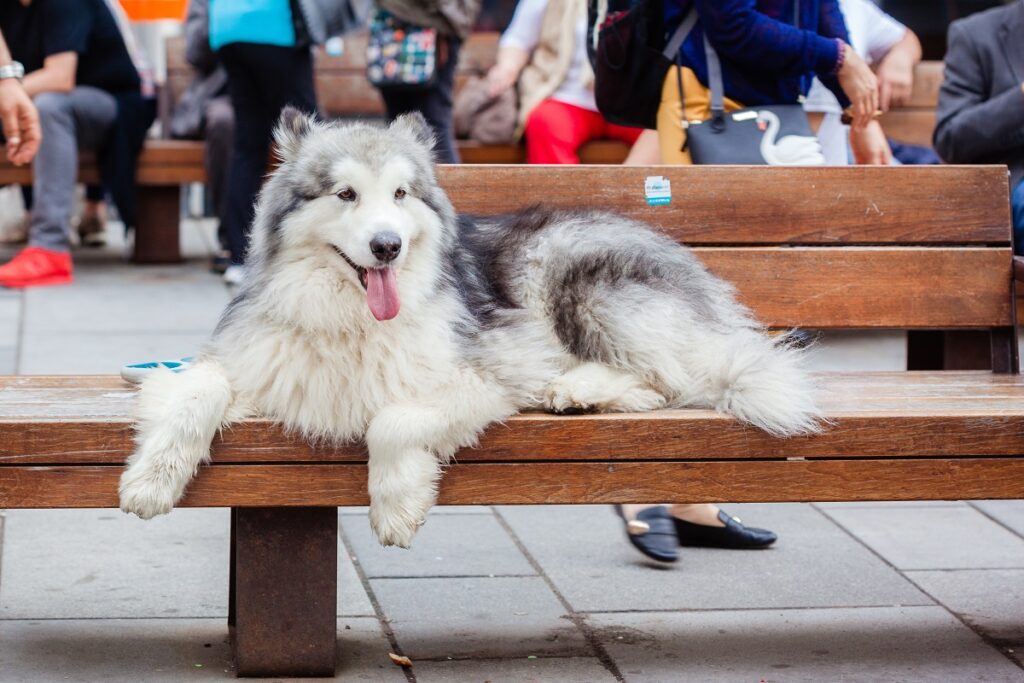 husky dog
