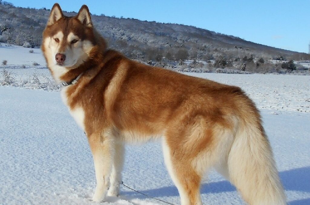 husky spitz mix
