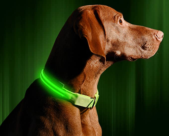 illumisen dog collar