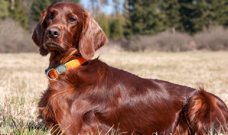 irish setter images
