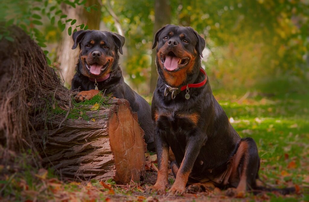 is a rottweiler a good guard dog