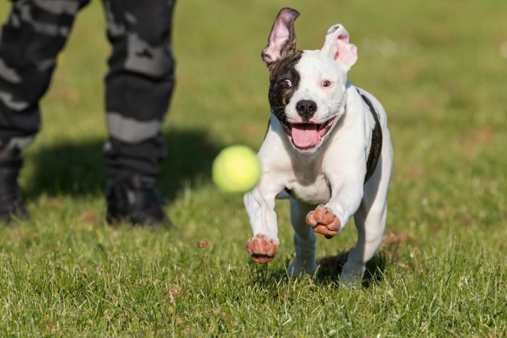 is an american bulldog the same as a pitbull (1)