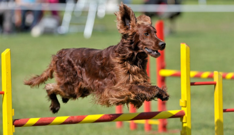 irish setter breeders
