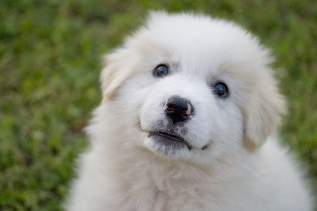 italian breed dogs
