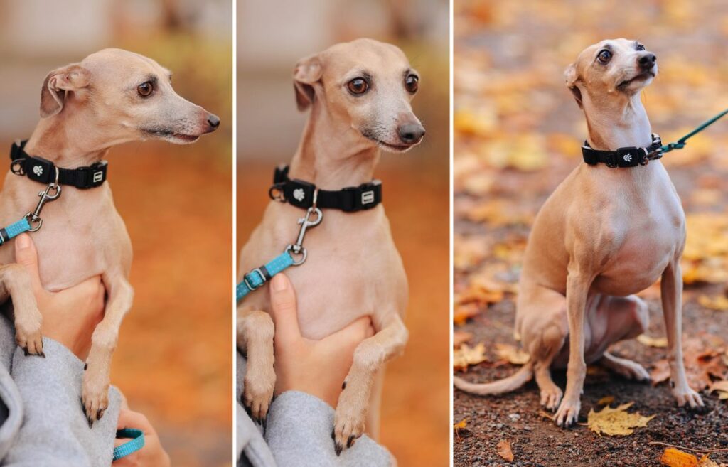 italian greyhound size comparison