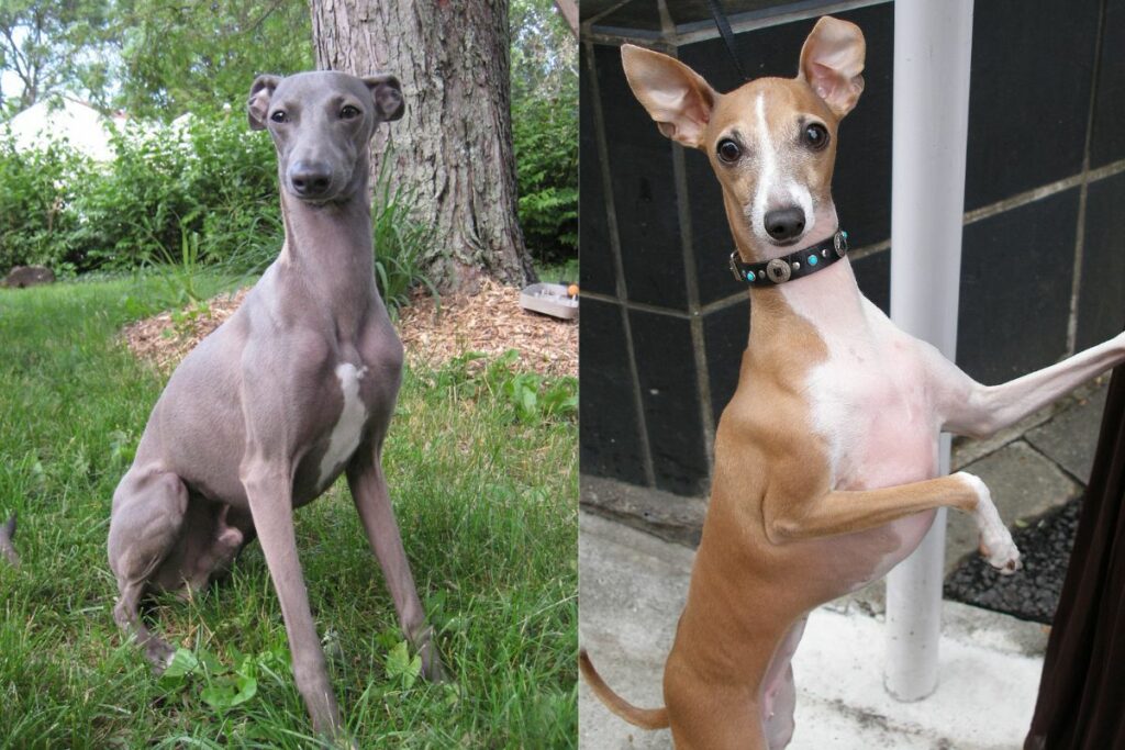 italian greyhound size comparison