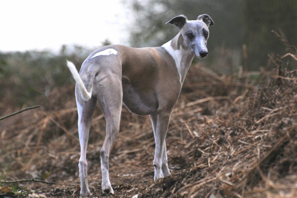 italian whippet