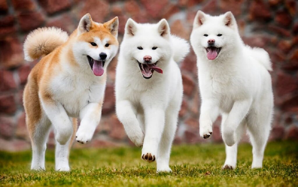 japanese dog breeds
