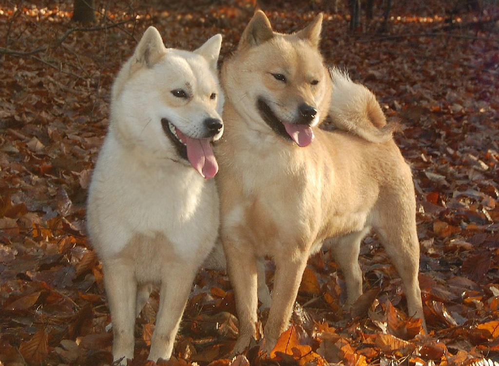 japanese dog
