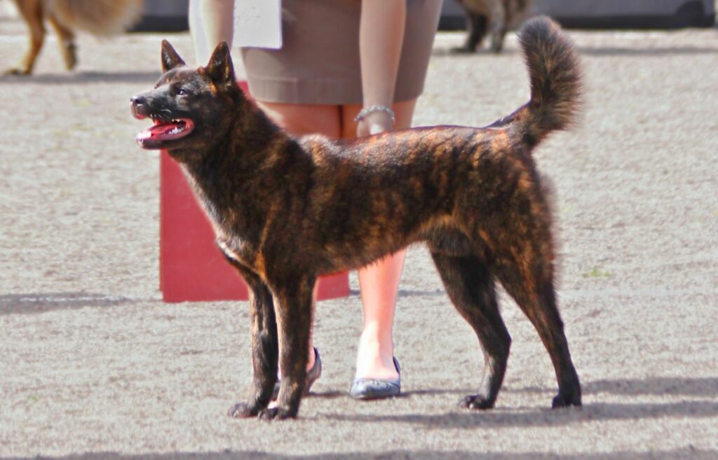 japanese dogs breeds
