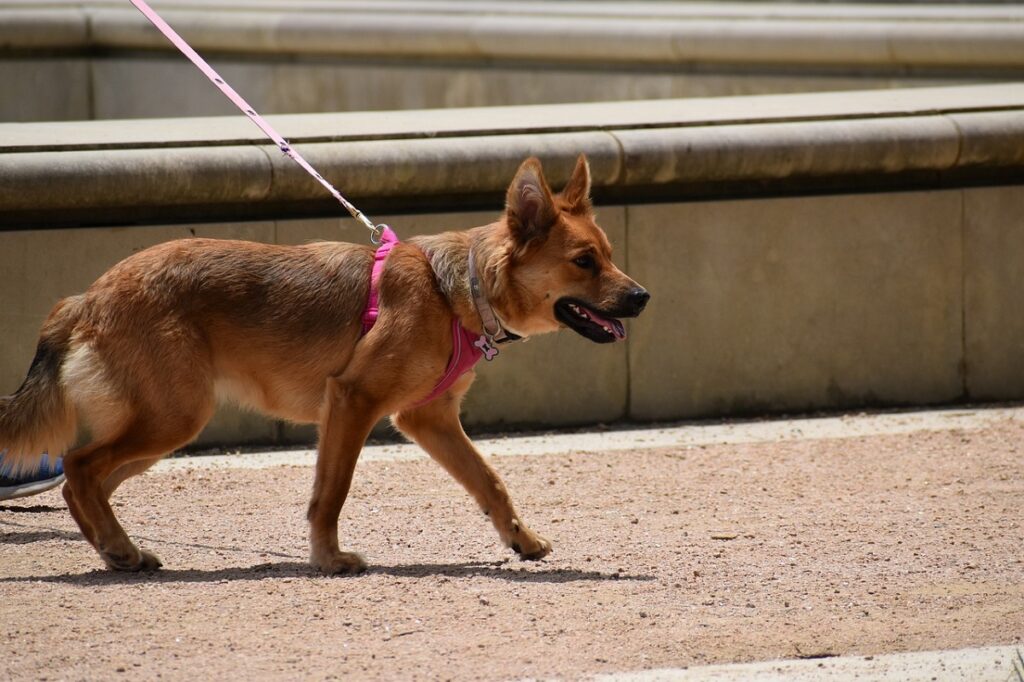 keep dog cool by not going into sun