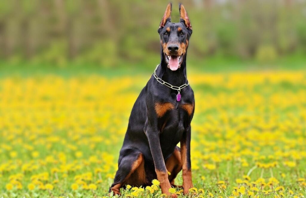 king doberman
